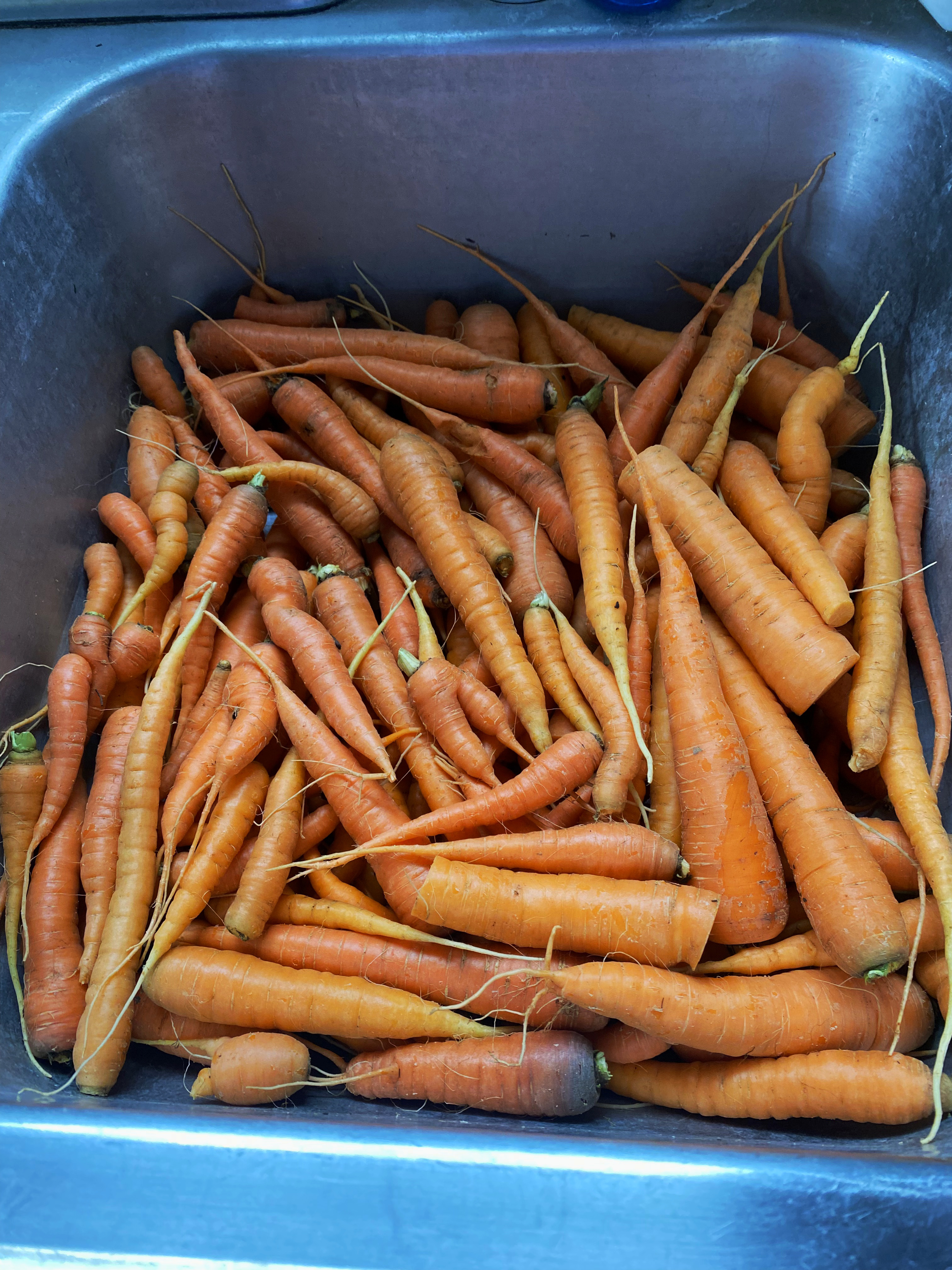 Sink full of Carrots