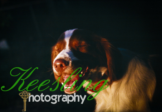 35mm Pentax K1000