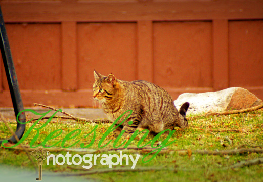 Cats