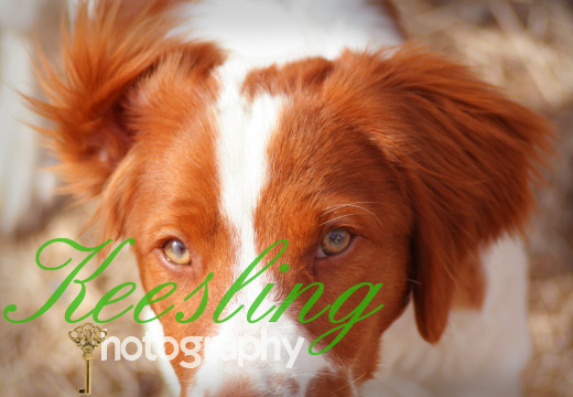 Dogs