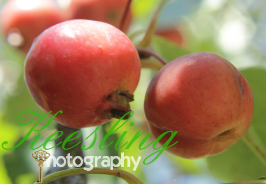 Macroshoot 08-07-2012